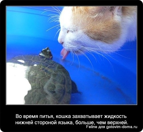 fakti_o_koshkah018.jpg