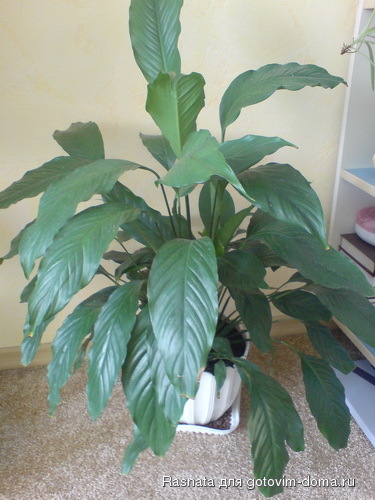 DSC00438_измен.размер.JPG