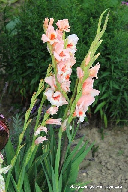 2013_08_11_1476.jpg