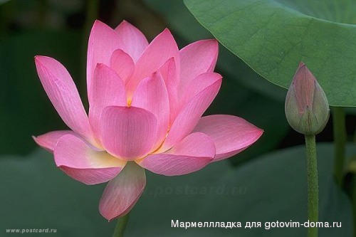 1014230564_natur134.jpg