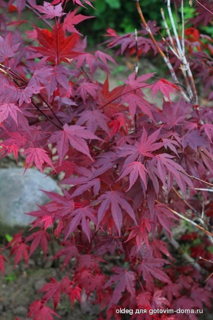2013_05_15_1313.jpg