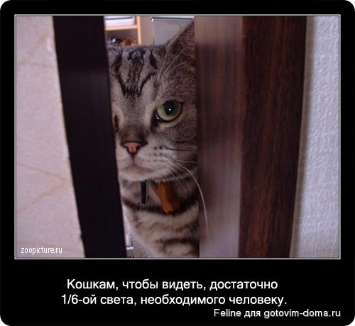 fakti_o_koshkah006.jpg