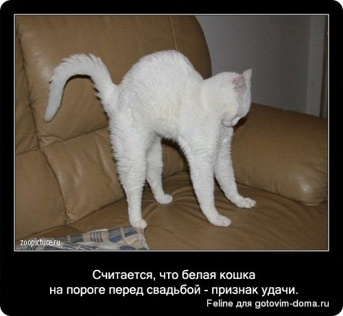 fakti_o_koshkah070.jpg
