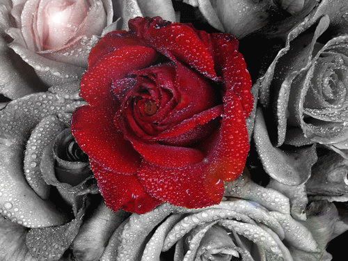 e86864a81289.gif