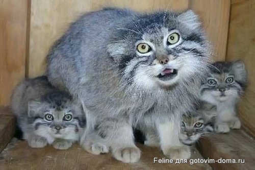 manul_07.jpg
