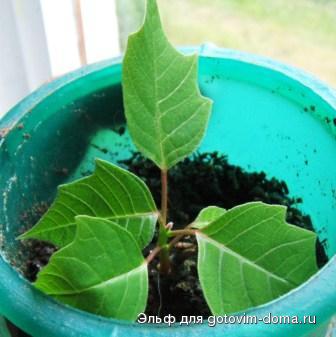 DSCF9105.JPG