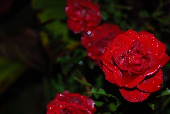 DSC 0050