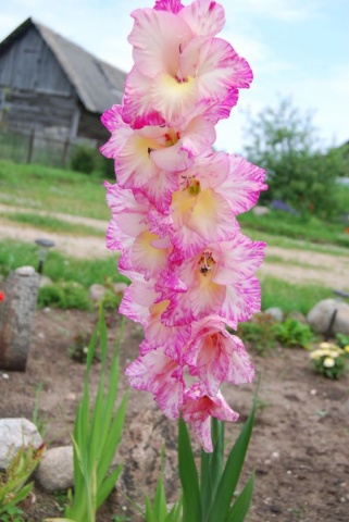 DSC 0070
