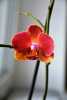 Орхидеи цветок.jpg