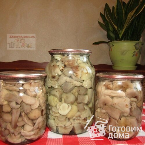 Маринованные рядовки