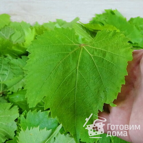 Свежие виноградные листья круглый год
