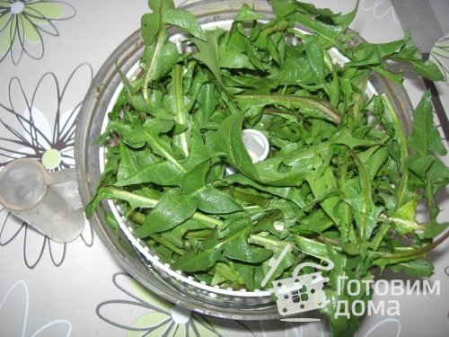 листья салата похожие на одуванчик. 0c98a25999141f76fb802d32ae5e36fb m. листья салата похожие на одуванчик фото. листья салата похожие на одуванчик-0c98a25999141f76fb802d32ae5e36fb m. картинка листья салата похожие на одуванчик. картинка 0c98a25999141f76fb802d32ae5e36fb m. Сорняки беспощадно выпалывают, выкашивают, травят гербицидами, но они вырастают снова и снова. При этом многие из них съедобны и могут обеспечить организм человека витаминами, особенно ранней весной, когда культурные растения еще не начали свой рост. Более того, некоторые растения, которые мы считаем сорными, введены в культуру в других странах. Например, лопух большой в Японии или пастушья сумка во Франции. Цикорий раньше пытались выращивать в промышленных масштабах, а знаменитый копорский чай (кипрей) обессмертил название деревни Копорье в Ленинградской области, где жители промышляли заготовкой и приготовлением этого вкусного и полезного напитка, даже импортируя его на запад. В этой статье расскажу о самых распространённых сорняках, которые можно (и нужно) есть.