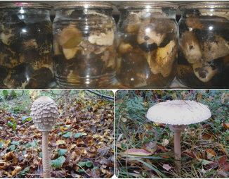 Маринованные грибы «Зонтики»