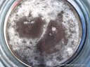 Чайный гриб своими руками от товарищ Шурик Чайный гриб своими руками от товарищ Шурик