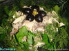 Салат Дубки (грибной)