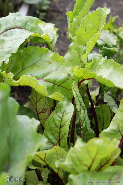 Кавурма из листьев свеклы (Pancar Yaprağı Kavurması) фото к рецепту 3