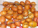 Картофель, запеченный с тимьяном от куколка2900 Картофель, запеченный с тимьяном от куколка2900