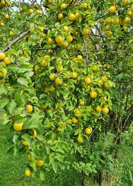 Варенье из алычи фото к рецепту 1