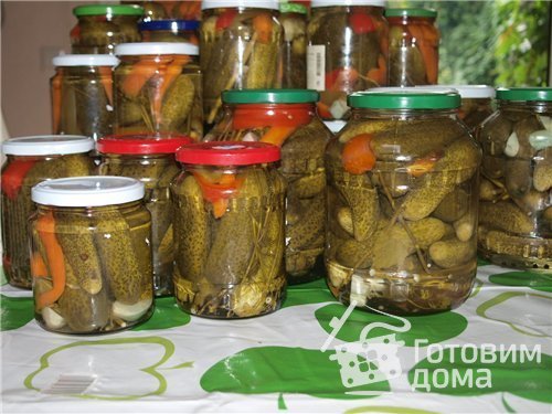 Огурцы солёные на зиму пошаговый рецепт с фото - Вкуссовет. ру Огурцы солёные на зиму пошаговый рецепт с фото - Вкуссовет. ру